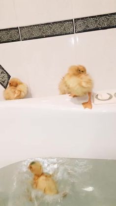 three little chicks are sitting in the bathtub