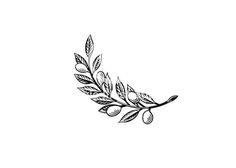 an olive branch with leaves on it