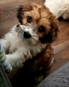 a small brown and white dog laying on top of a wooden floor