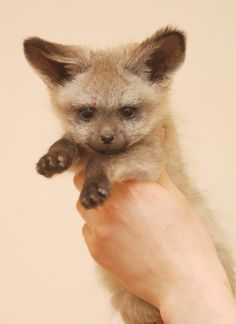 a small animal is being held in someone's hand with it's paw