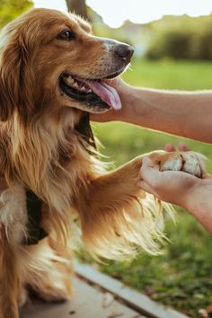 a person is petting a dog outside in the grass with it's tongue hanging out