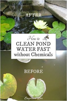 before and after photos of pond water that has been cleaned, then replaced with chemicals