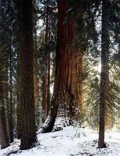 snow covers the ground in front of tall trees