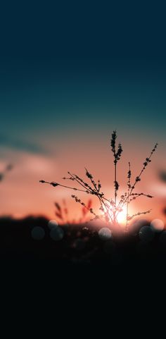 the sun is setting behind some tall grass