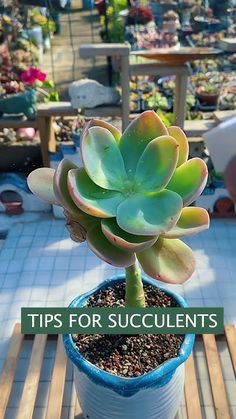 a potted plant with the title tips for succulents