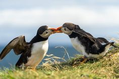 two small birds standing on top of a grass covered hill next to the ocean with their beaks in each other's mouths