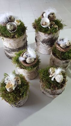 several birds nests with moss and eggs in them on a white tableclothed surface