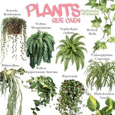 an image of plants that are labeled in the words plantas que caen on it