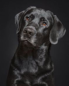 a black dog is looking at the camera with an intense look on it's face