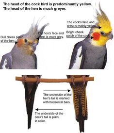 two birds sitting on top of a wooden pole next to another bird with yellow and red feathers