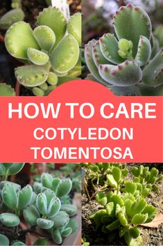 several different types of plants with text overlay that says how to care for cotyledon