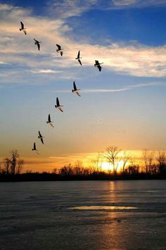 a flock of birds flying in the sky over water at sunset or dawn stock images