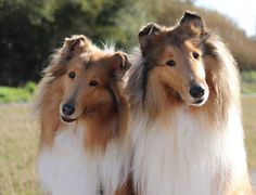 two brown and white dogs standing next to each other