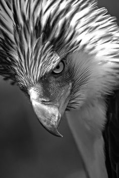 a black and white photo of an eagle's head with feathers on its face