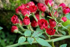 red roses are blooming next to some rocks and green leaves in the foreground