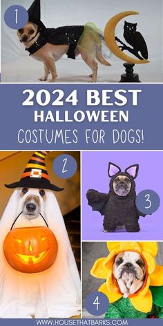 the best halloween costumes for dogs to wear in the holiday season, including pumpkins and witches