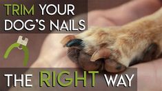 the right way to trim your dog's nails is in this advertise