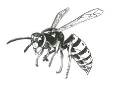 a black and white drawing of a bee