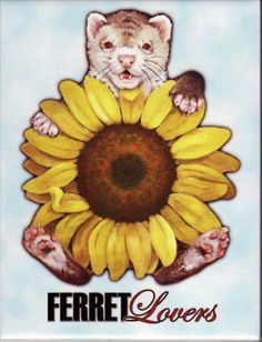 the ferret lover's logo with a cat sitting on top of a sunflower