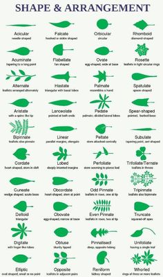 the different types of shapes and sizes of plants in each language, with their corresponding names