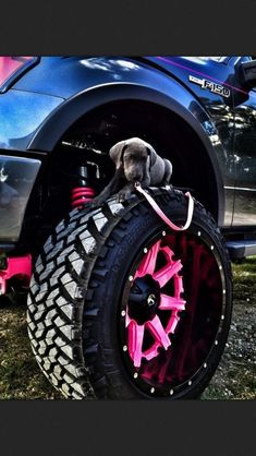 a dog sitting on the tire of a car