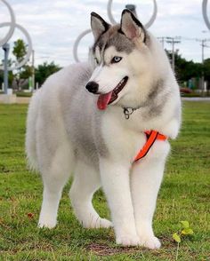 a husky dog standing on top of a lush green field