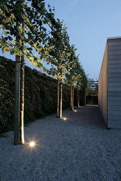 trees lined up along the side of a building with lights on them and gravel ground