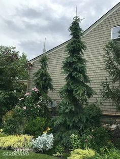 some very pretty trees in front of a house