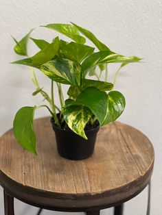 a potted plant sitting on top of a wooden table