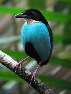 a blue and black bird sitting on top of a tree branch