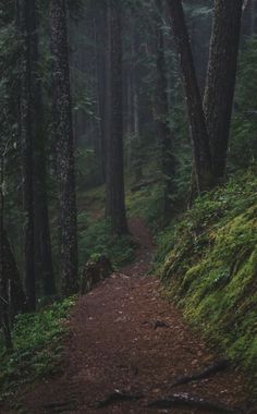 a path in the middle of a forest with lots of trees