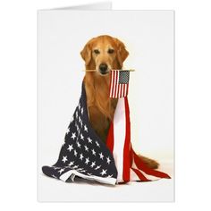 a brown dog holding an american flag in its mouth and looking at the camera while sitting on a white card