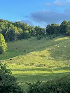 cows graze on the green hills near trees