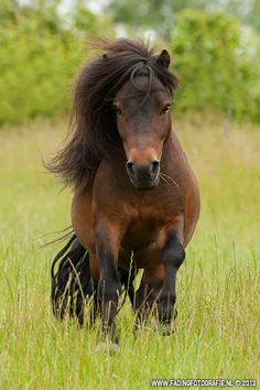 a brown horse with black mane running through tall grass in a field on a sunny day