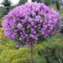 a purple bush with lots of flowers in it