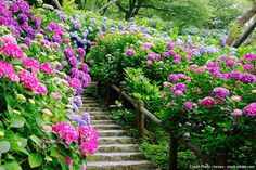 the stairs are lined with colorful flowers and greenery