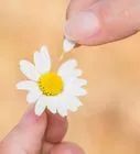 a person holding a small white and yellow flower in their left hand while the other hand is pointing at it