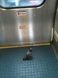 a pigeon is sitting on the floor next to an exit sign in a subway car