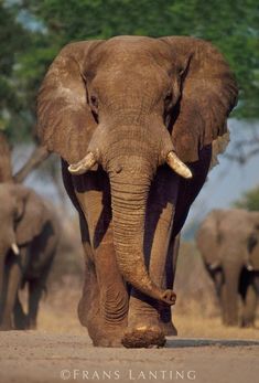 an elephant with tusks walking down the road