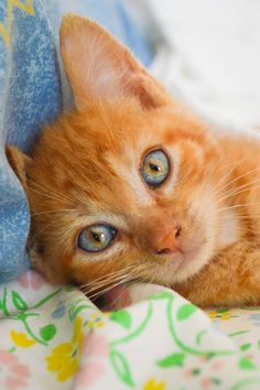 an orange kitten laying on top of a bed under a blue and white blanket with its eyes wide open