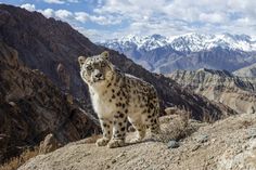 a snow leopard standing on the side of a mountain with snowy mountains in the background