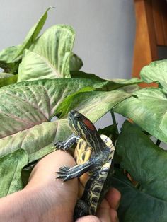 a small turtle sitting on top of a leafy plant next to a person's hand