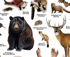 an image of different types of animals that are on the same page in this book