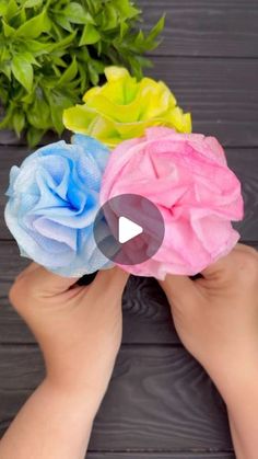 two hands are holding three different colored flowers