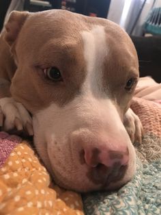 a brown and white dog laying on top of a bed