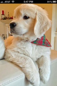 a white dog sitting on top of a couch