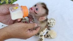 a baby monkey is being fed milk from a bottle by someone's hand,