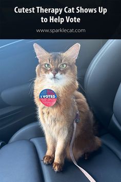 Somali cat on leash wearing an I Voted sticker Cat Therapy, Cute Video, Cute Gif, Cat Gif, Crazy Cats, Dog Cat