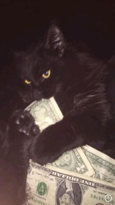 a black cat sitting on top of a pile of money