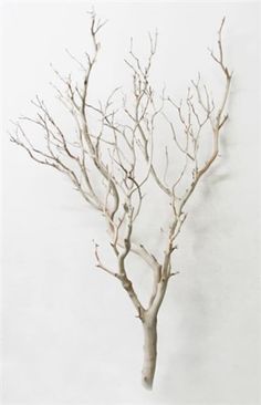 a bare tree with no leaves in front of a white wall